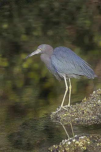 Kleine blauwe reiger