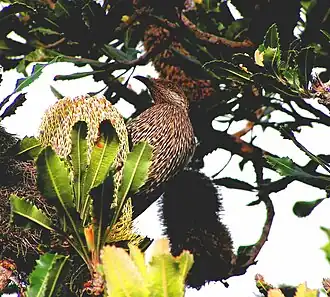Westelijke lelhoningeter