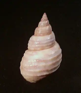 Littoraria cingulata