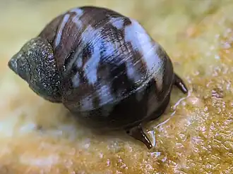 Littorina keenae