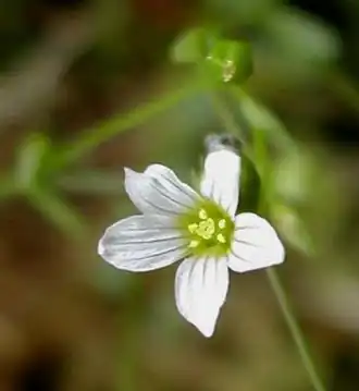 Linum catharticum (Geelhartje)