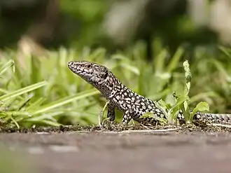 Close-up van de platte, spitse kop