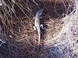 Hagedis bij Salina van La Mata