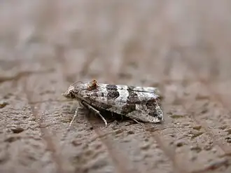 Strandkruidbladroller