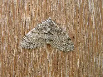Lobophora