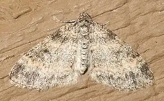 Lobophora magnoliatoidata