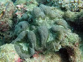 Lobophyllia robusta