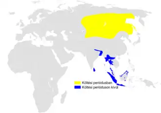 Siberische sprinkhaanzanger