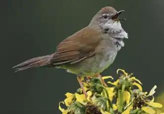 West-Himalayaanse struikzanger