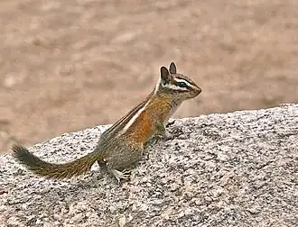 Lodgepolechipmunk