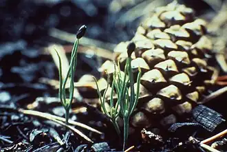 Draaiden (Pinus contorta)bij dennenappel(een naaktzadige plant)