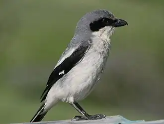 Amerikaanse klapekster