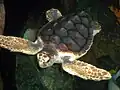 Onechte karetschildpad (Caretta caretta)