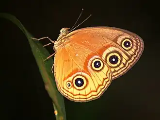 Mycalesis ophthalmicus