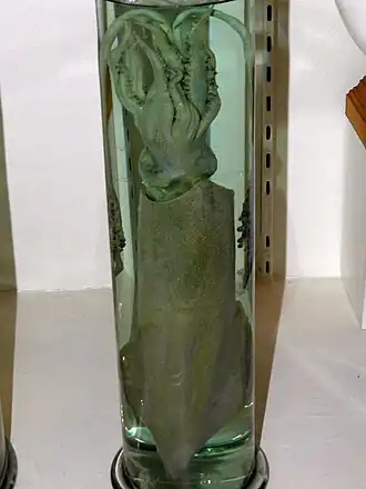 Uroteuthis singhalensis