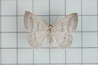 Lomographa platyleucata