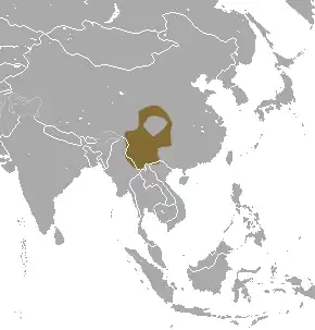 Scaptonyx fusicaudus