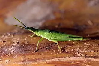 Atractomorpha similis