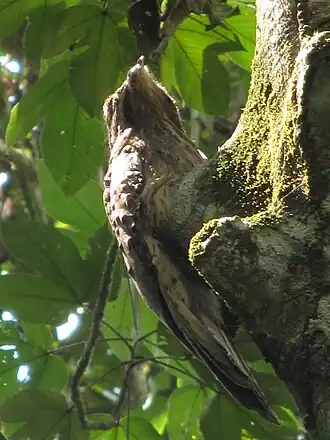Wigstaartreuzennachtzwaluw