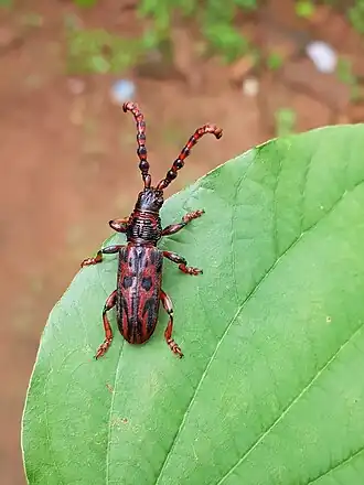 Pachylocerus crassicornis
