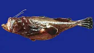 Lophiodes caulinaris