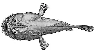 Lophiodes infrabrunneus