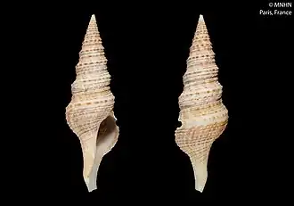 Lophiotoma dickkilburni