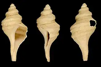 Lophiotoma pseudoannulata