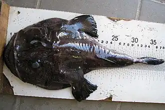 Lophius vomerinus