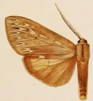 Lophocampa affinis