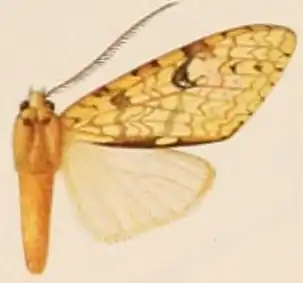 Lophocampa distincta