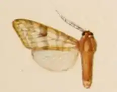 Lophocampa fasciata