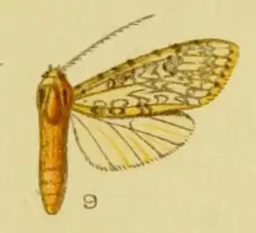 Lophocampa longipennis