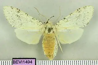 Lophocampa luxa