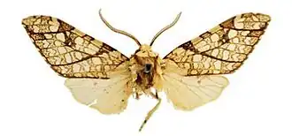 Lophocampa propinqua