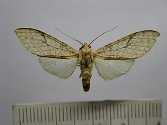 Lophocampa subvitreata