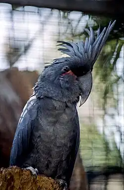 Zwarte kaketoe(Probosciger aterrimus)