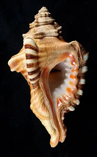 Lotoria triangularis