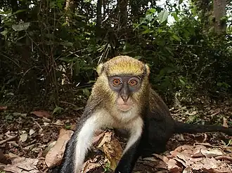 Cercopithecus lowei