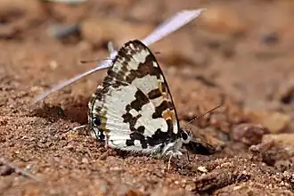 Uranothauma falkensteini