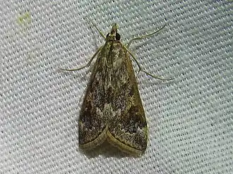 Loxostege allectalis