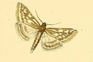 Loxostege clathralis