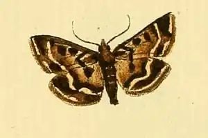 Loxostege scutalis