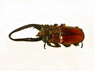 Lucanus laminifer