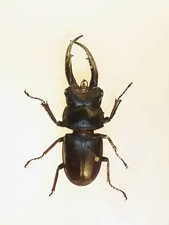 Lucanus gracilis