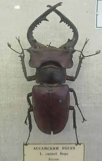 Lucanus cantori