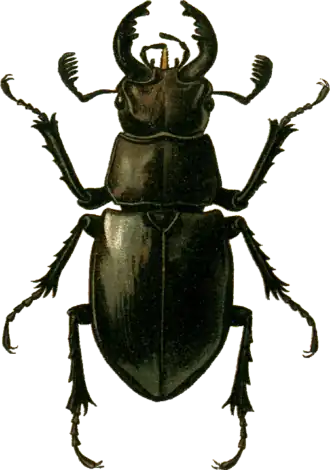Lucanus ibericus