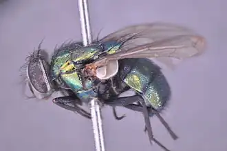 Lucilia coeruleiviridis