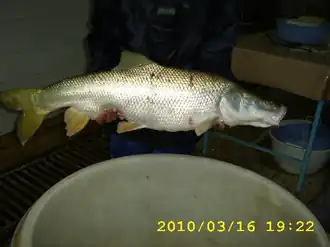 Luciobarbus esocinus