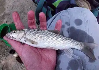 Luciobarbus graellsii